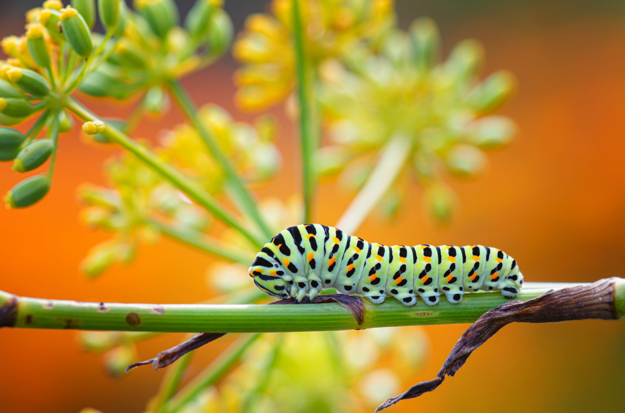 rups van de koninginnepage