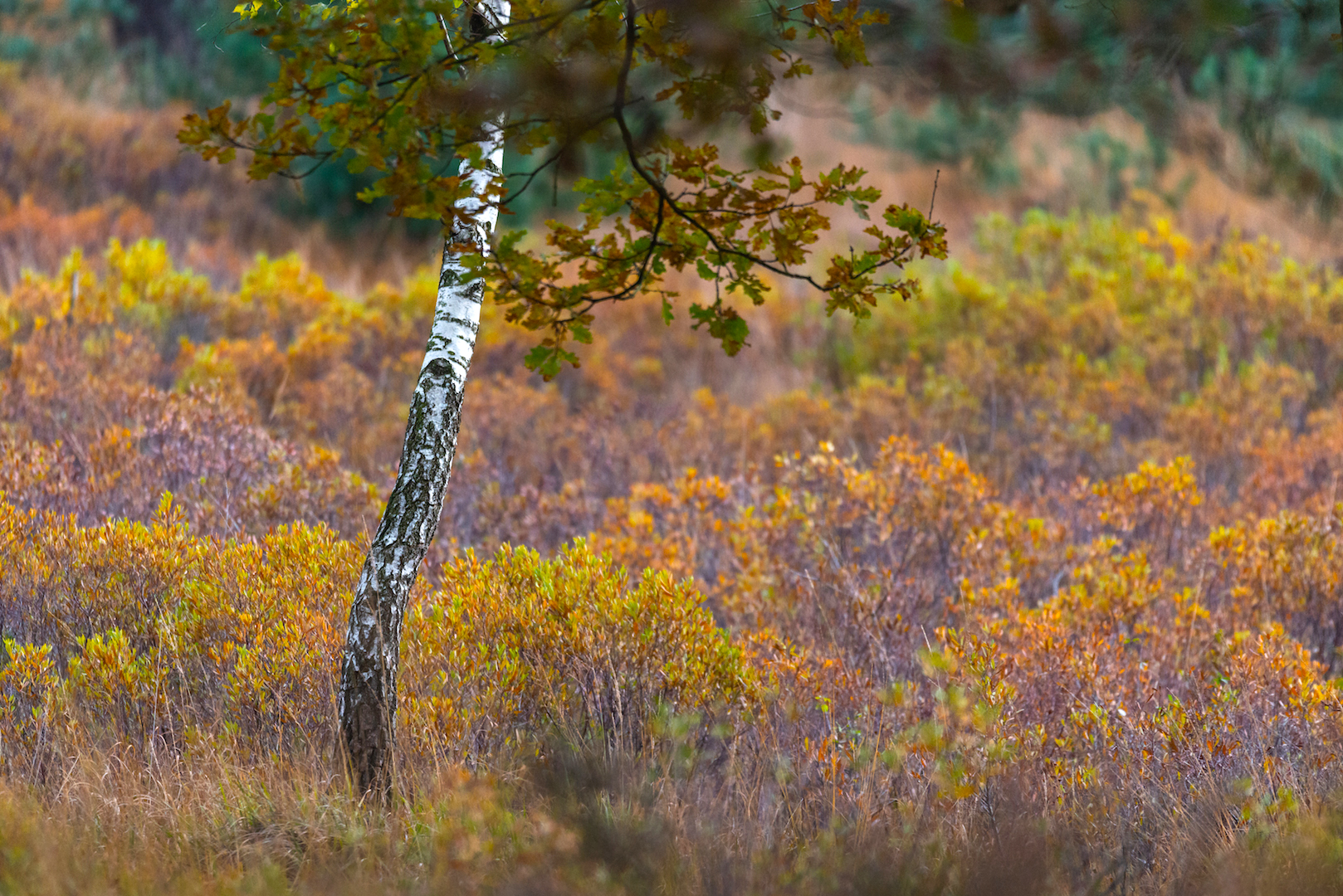 intieme landschappen