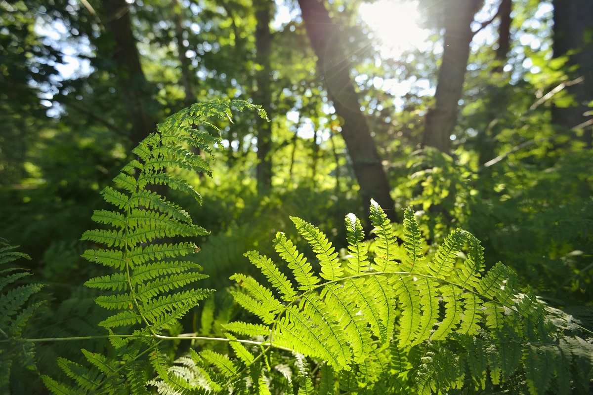 De acht grote lessen van de natuur