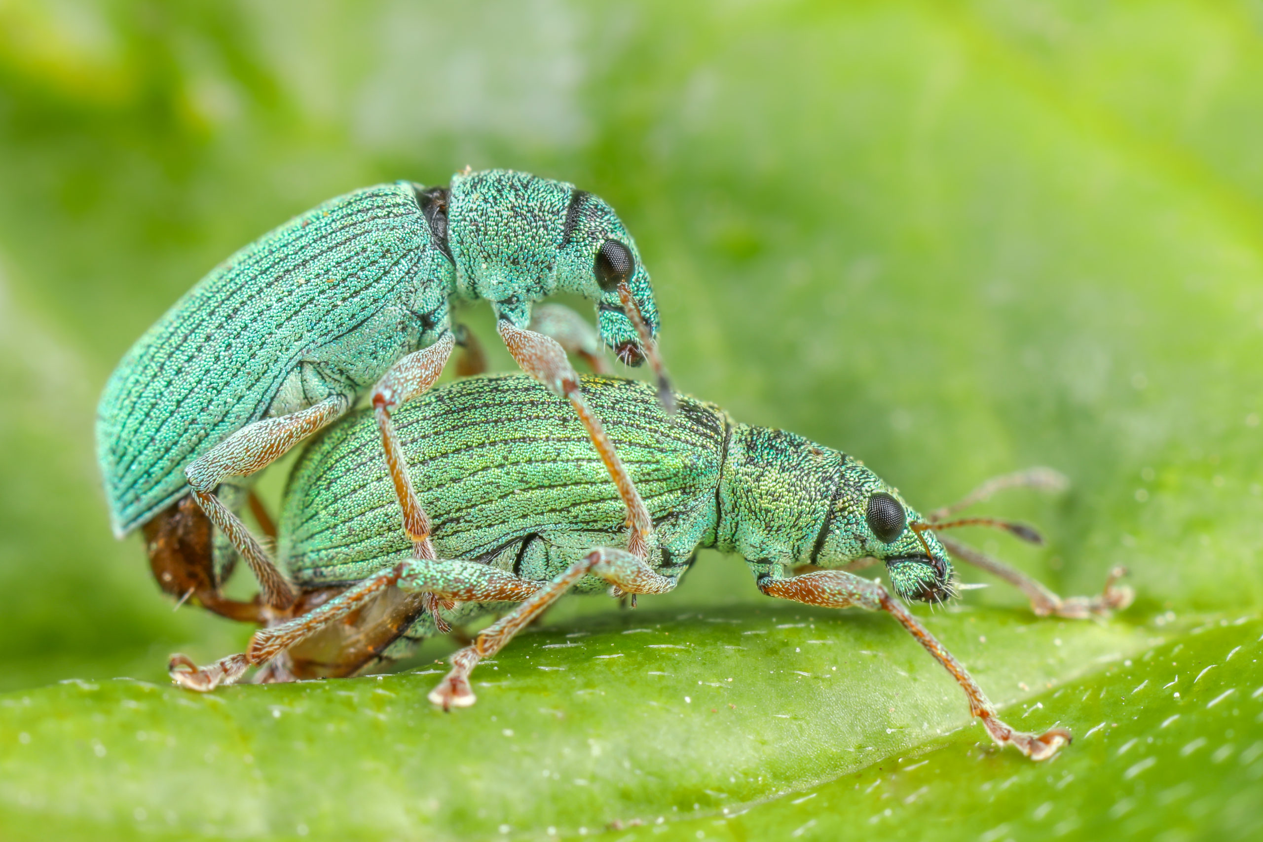 groene snuitkevers