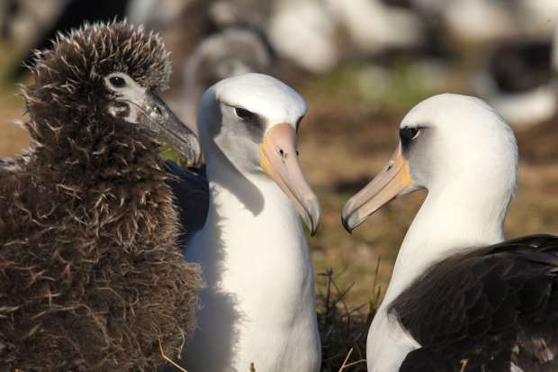 Ultieme zwever: de albatros