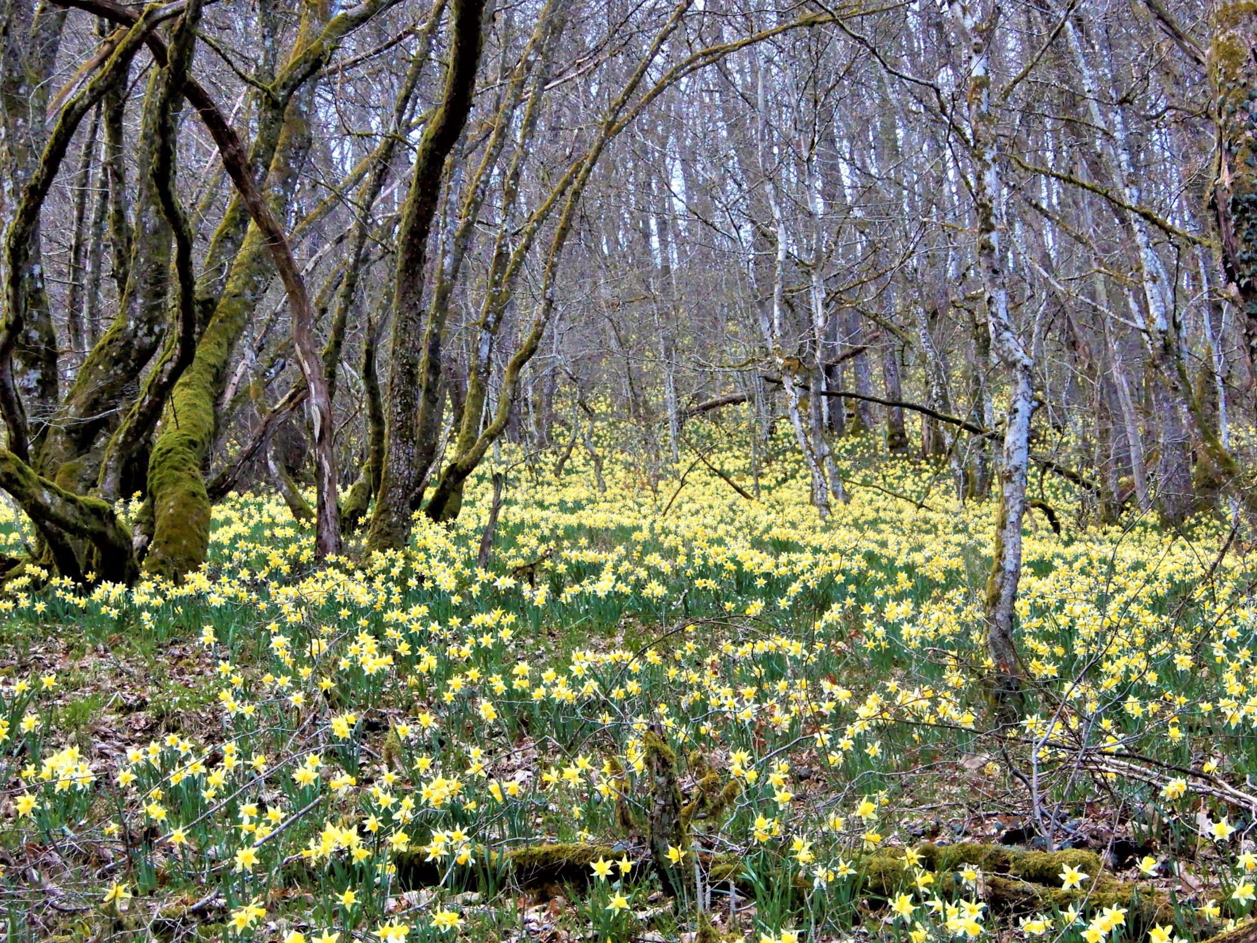 wilde narcis