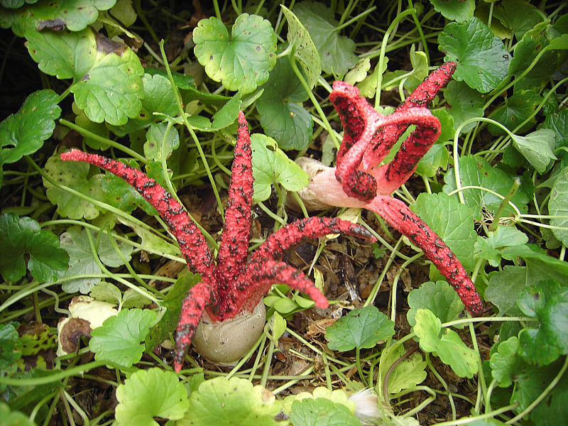 Paddenstoelen - inktviszwam