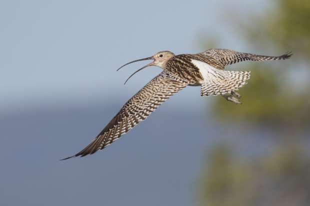Wadden Vogelfestival op Texel