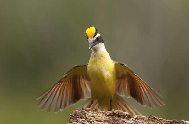 Nieuw magazine vol pronkende vogels