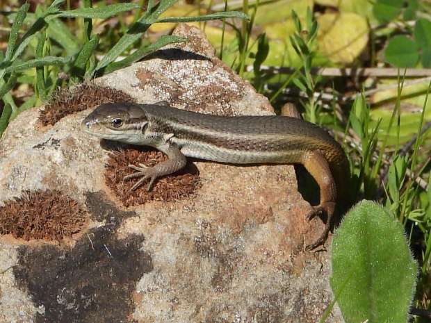 Topdag op de steppes van Extremadura