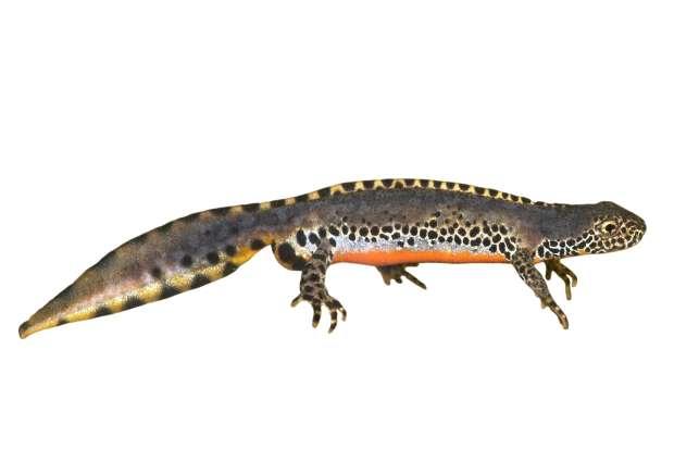 Salamander of hagedis