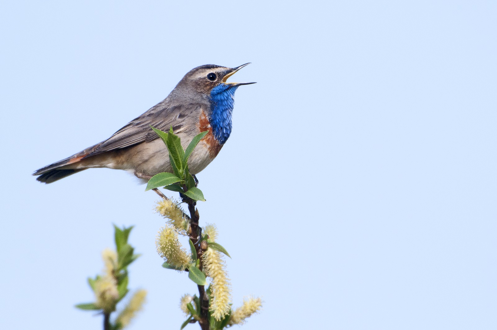 blauwborst