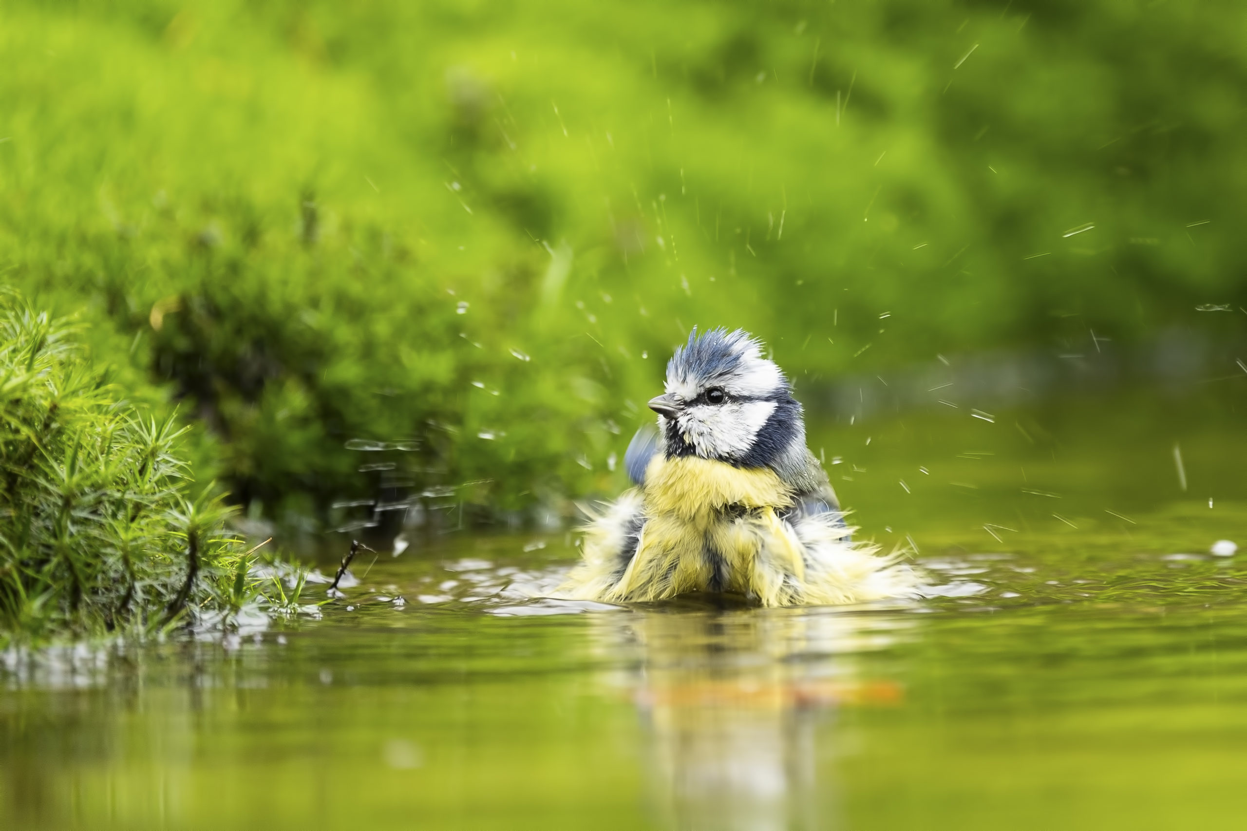 Foto van de Maand oktober wedstrijd