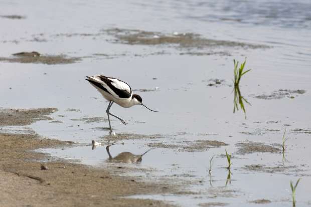 April excursie naar de Marker Wadden