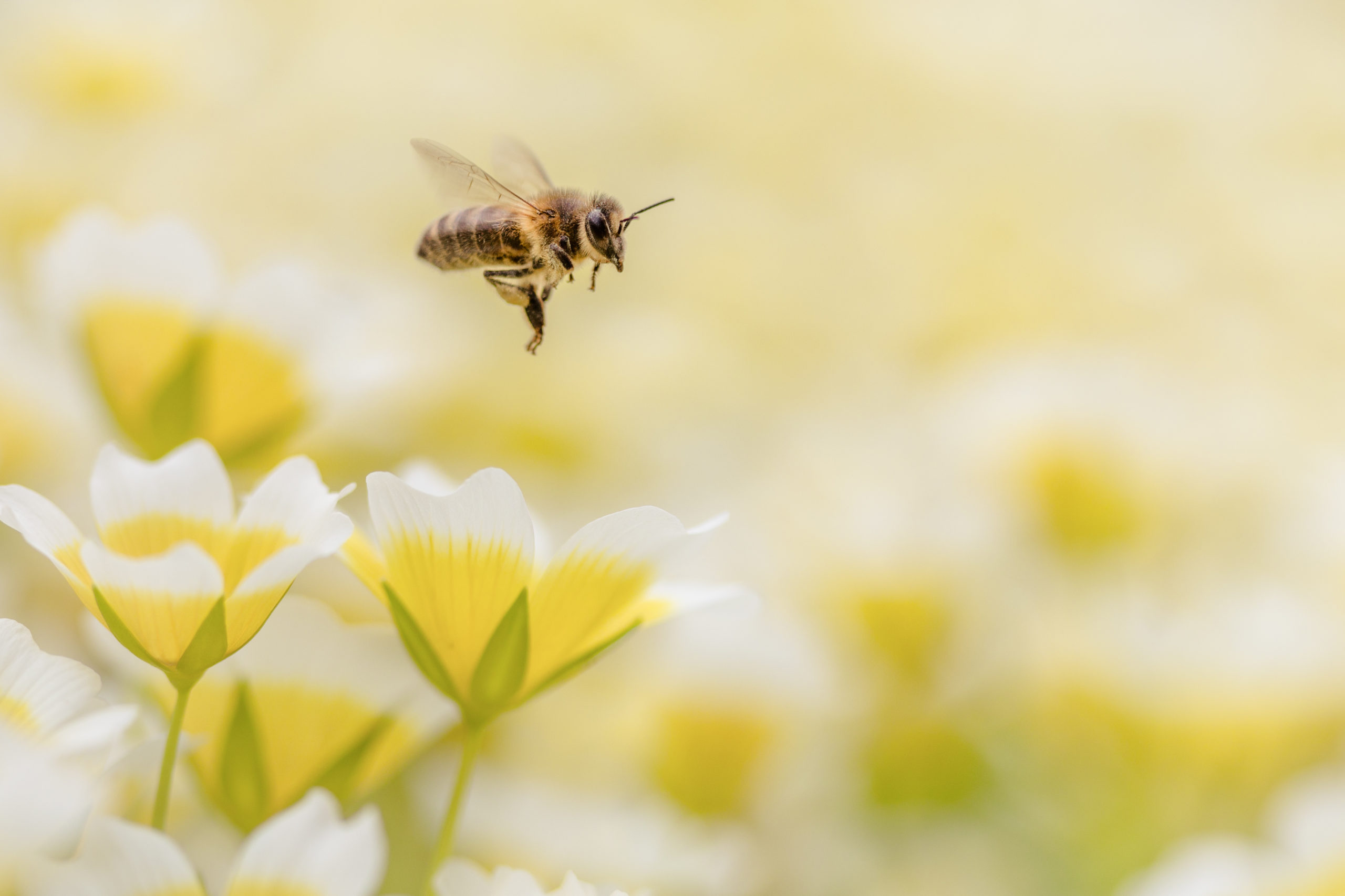 Terra insecta