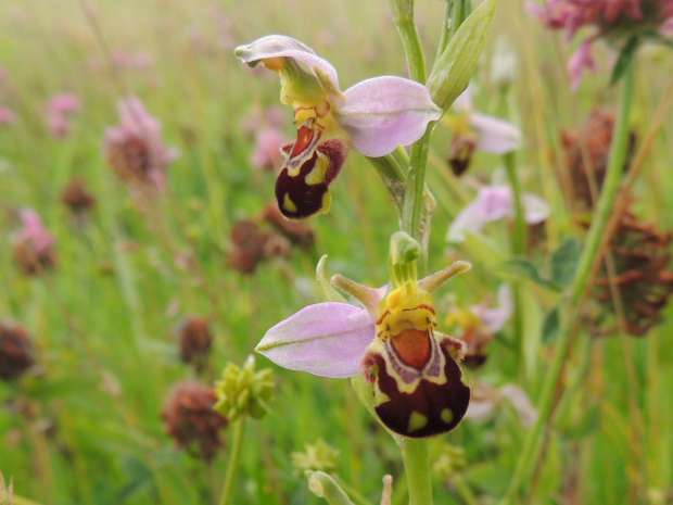 Bijzondere mini-orchideeën