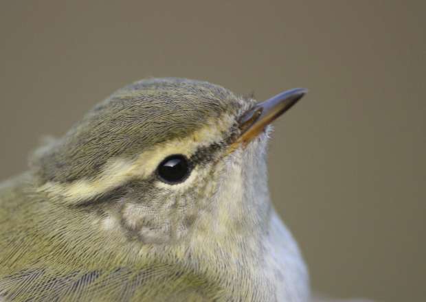 Roots vogelweekend op Texel