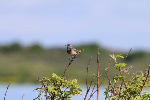Blauwborstgarantie verzilverd