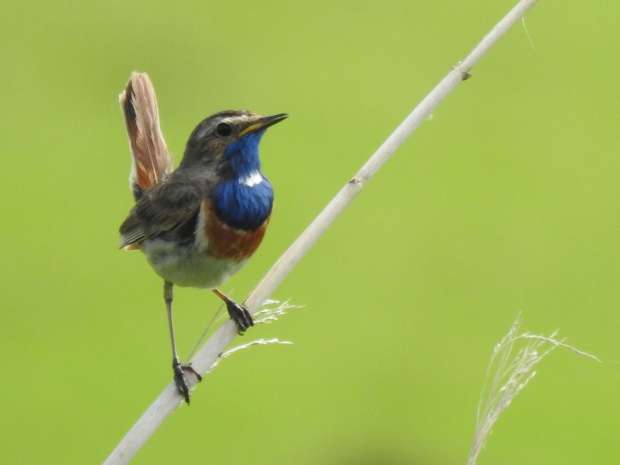 Vogelhotspot en Dark Sky Park Lauwersmeer