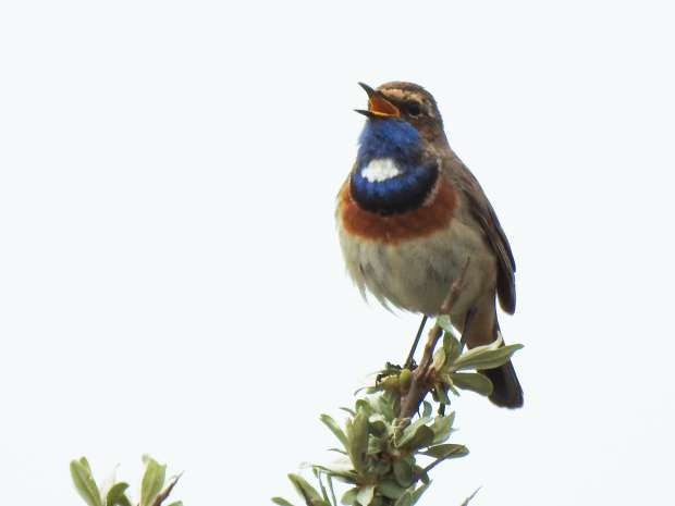 Geslaagd Roots Vogelweekend