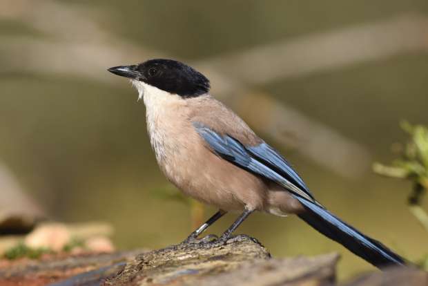 Roots reis naar het vogelrijke Extremadura