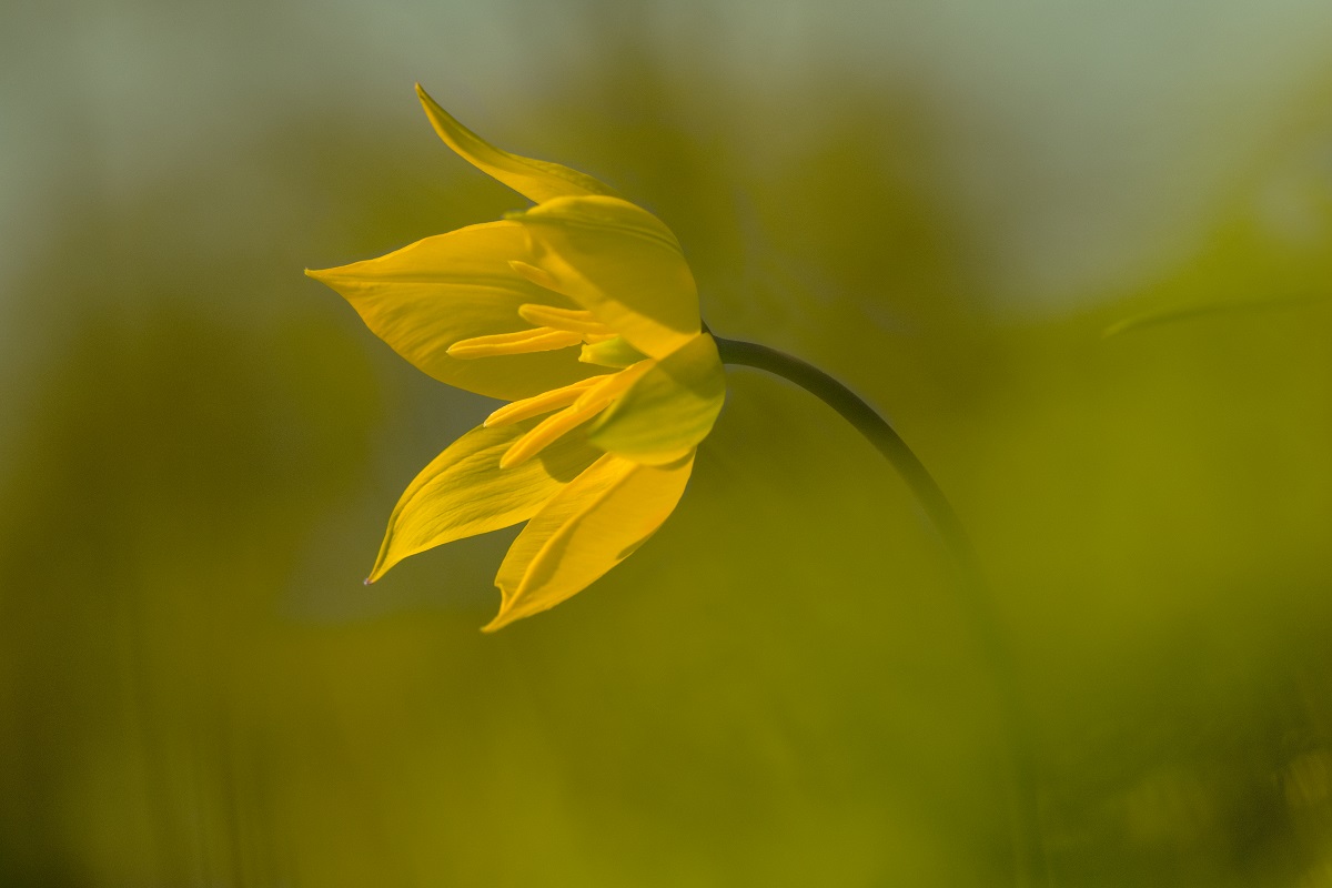 Stinsenplanten