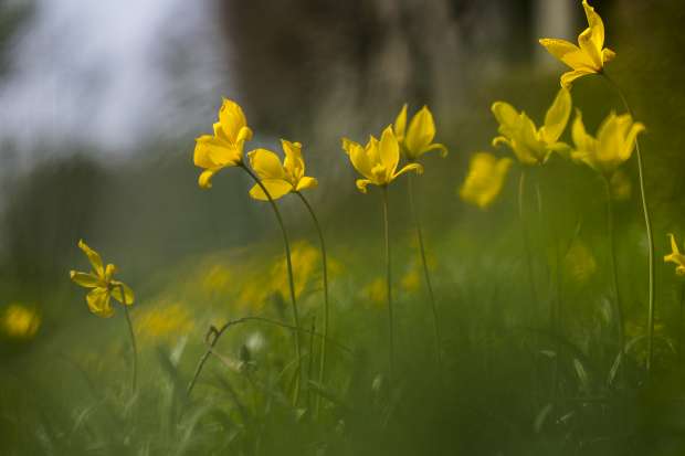 Fleurige stinzenplanten