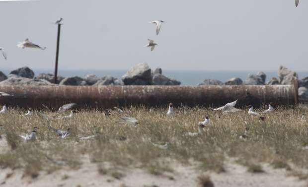 Zon, Marker Wadden en vogels