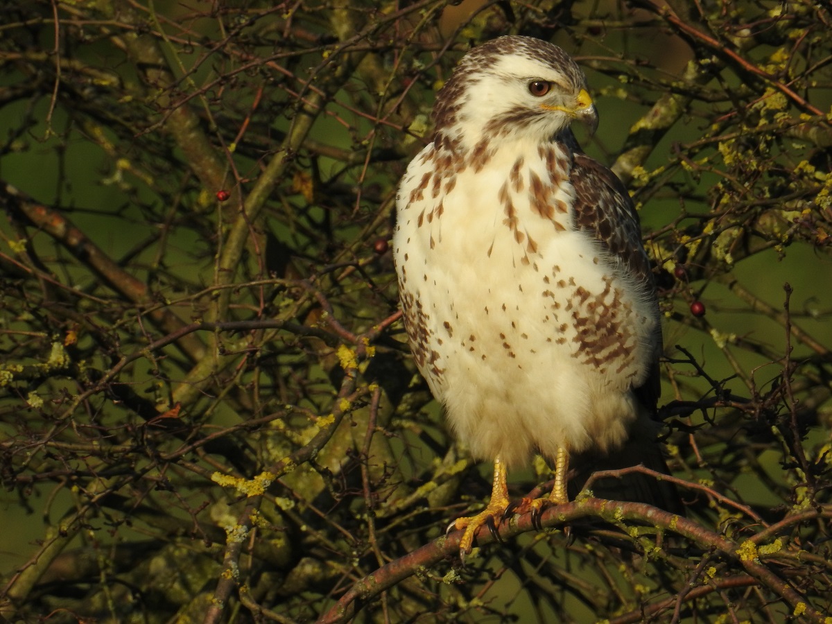 buizerd