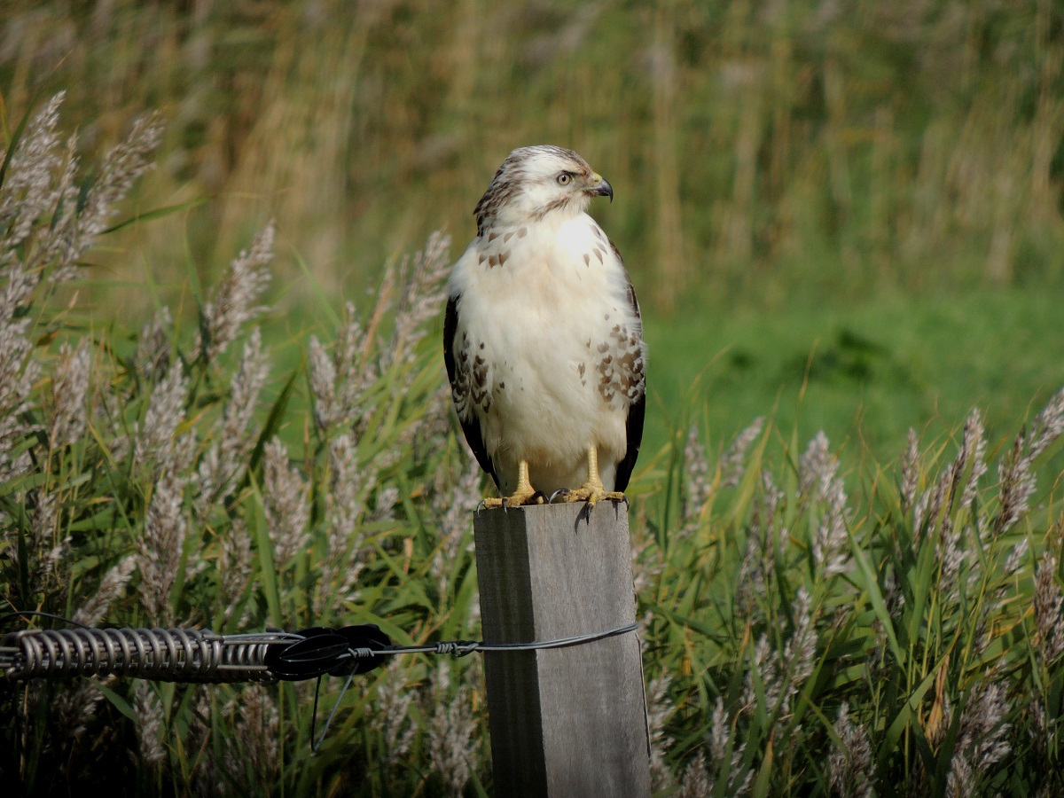 buizerd