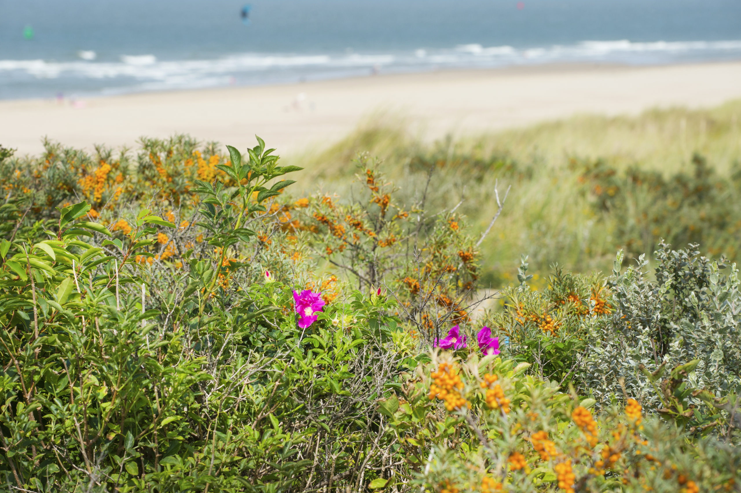 Vlieland