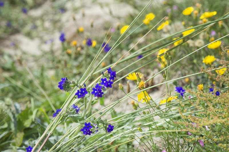 plantenblindheid