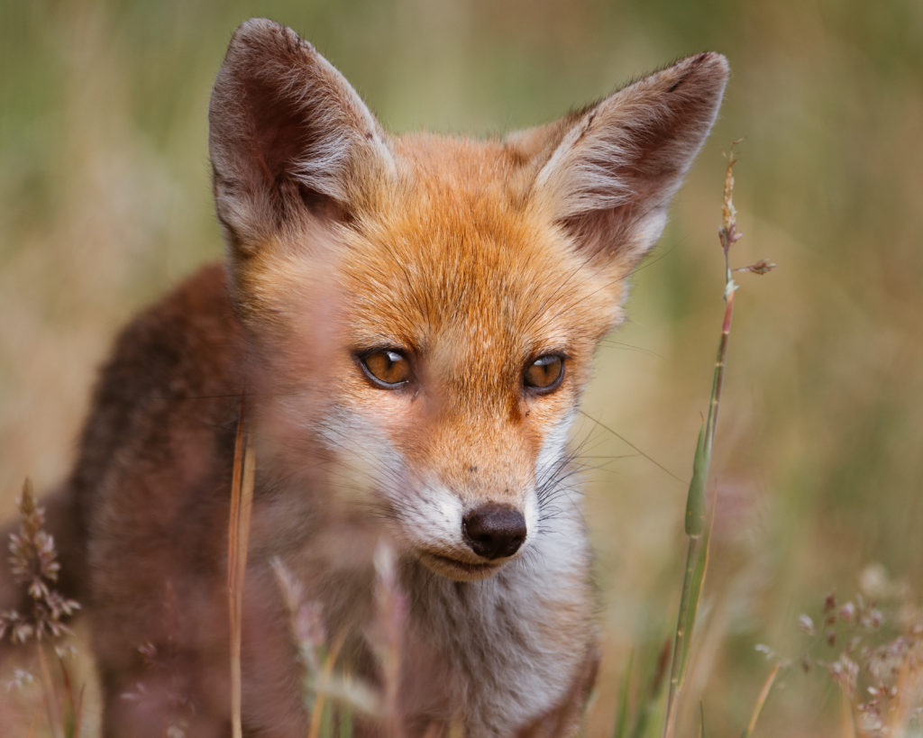 jonge dieren