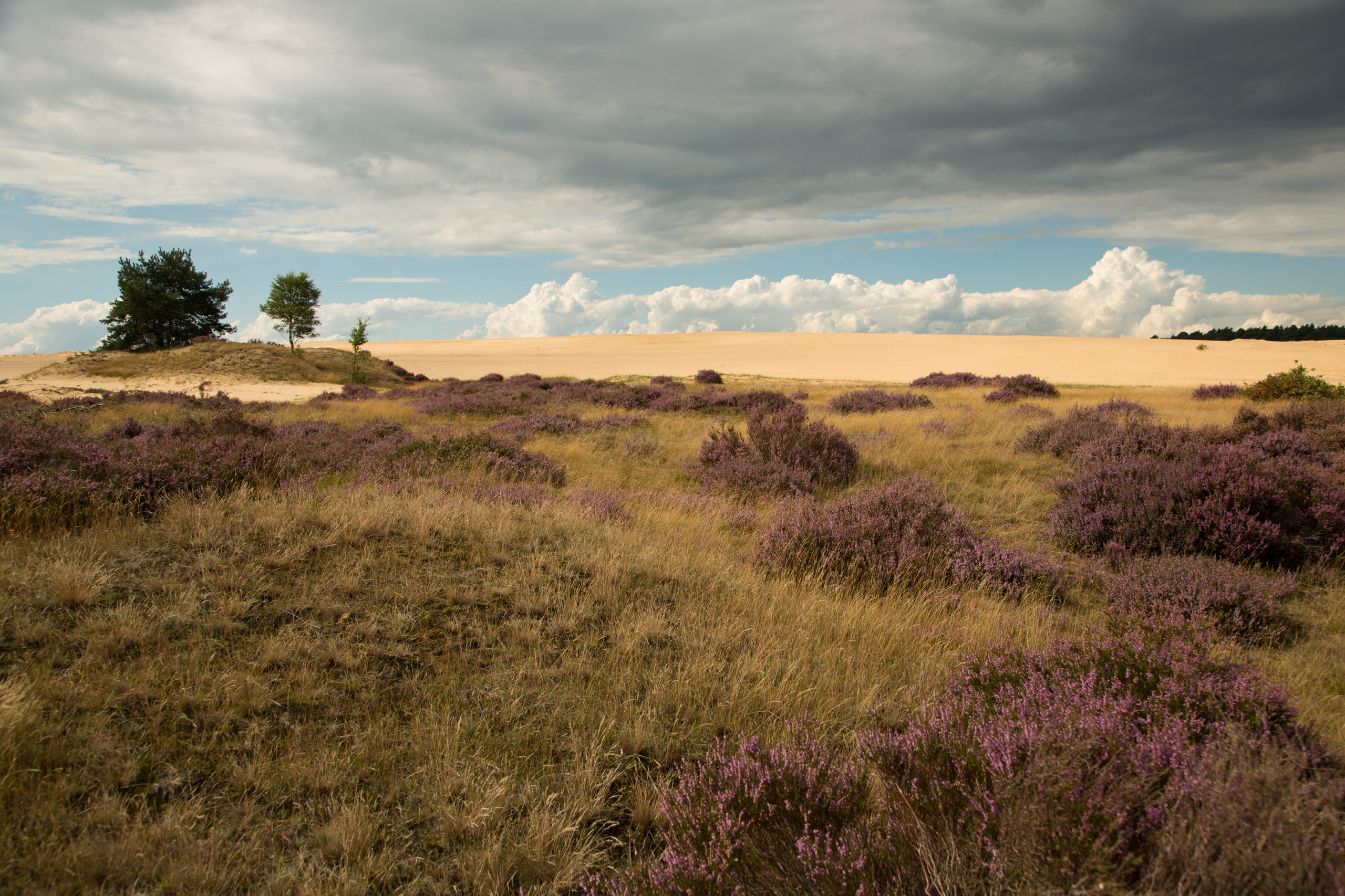 De-Pollen_Franziska-Kolm