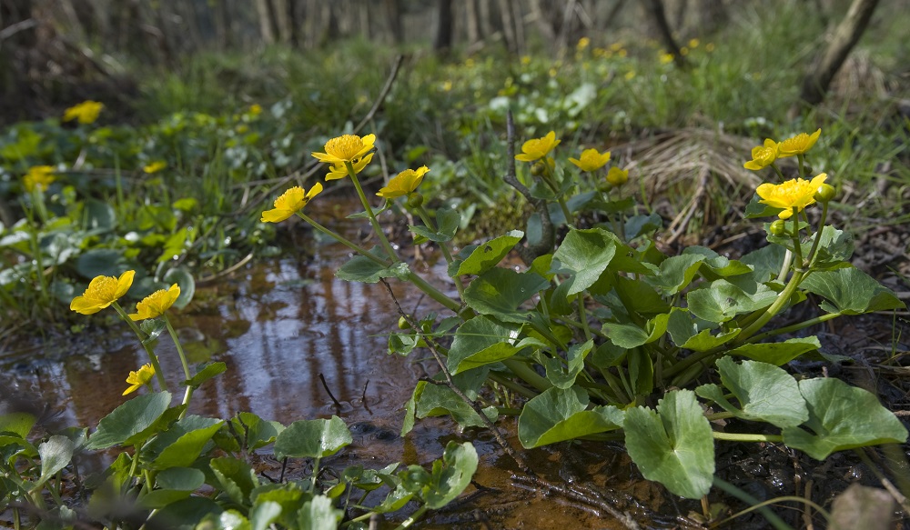 planten, afvalstoffen