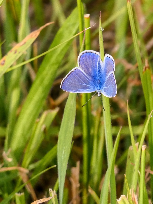 De Wieden