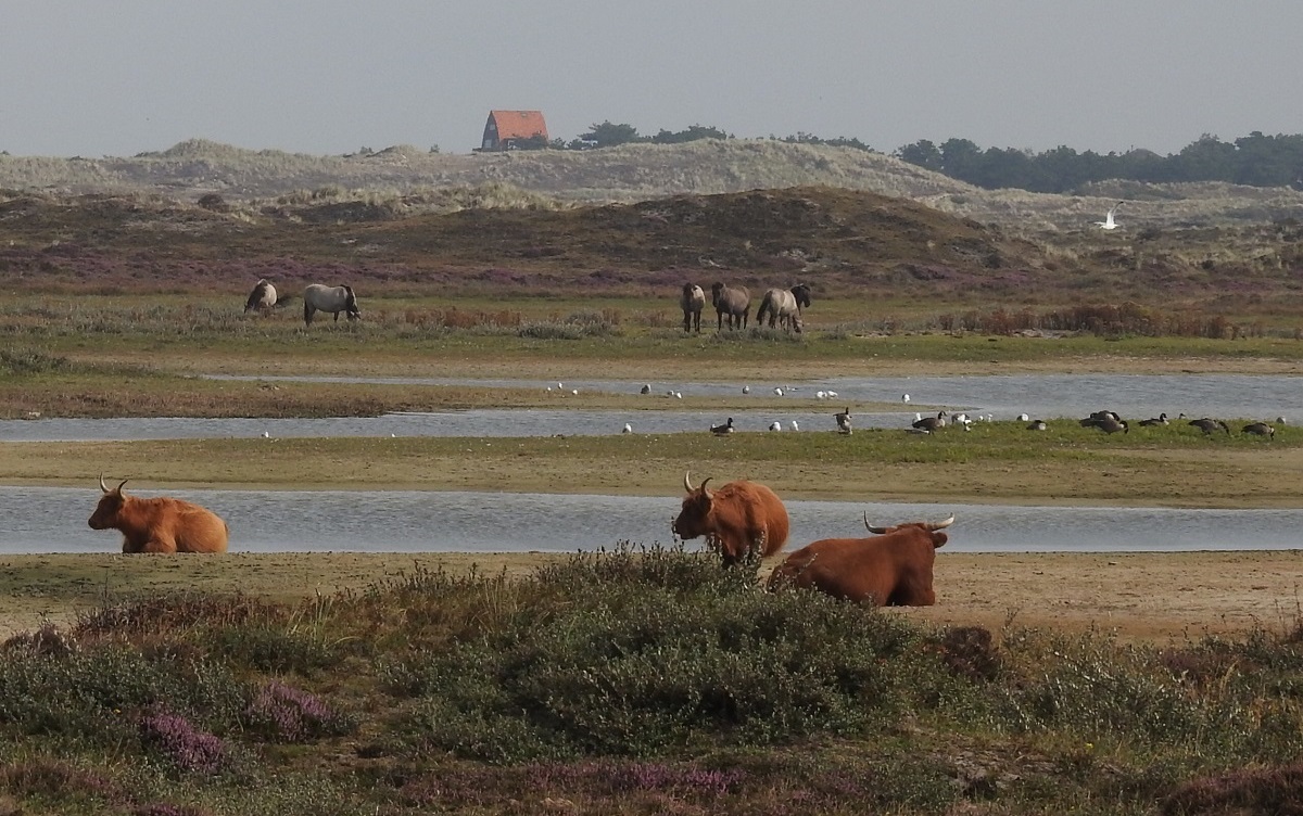 Helderse Duinen