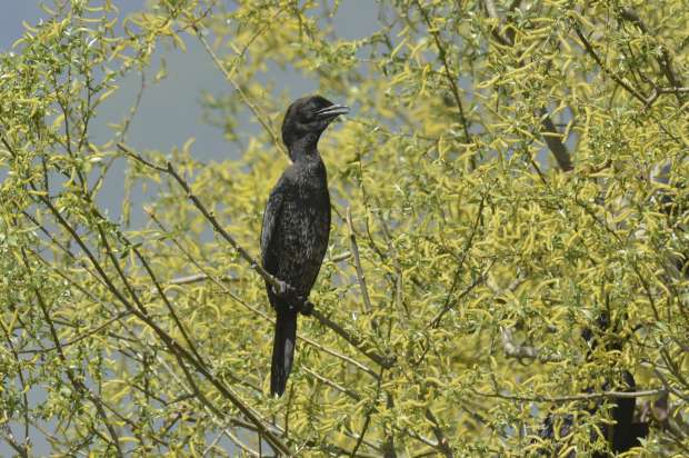 Roots vogelreis naar de Donaudelta