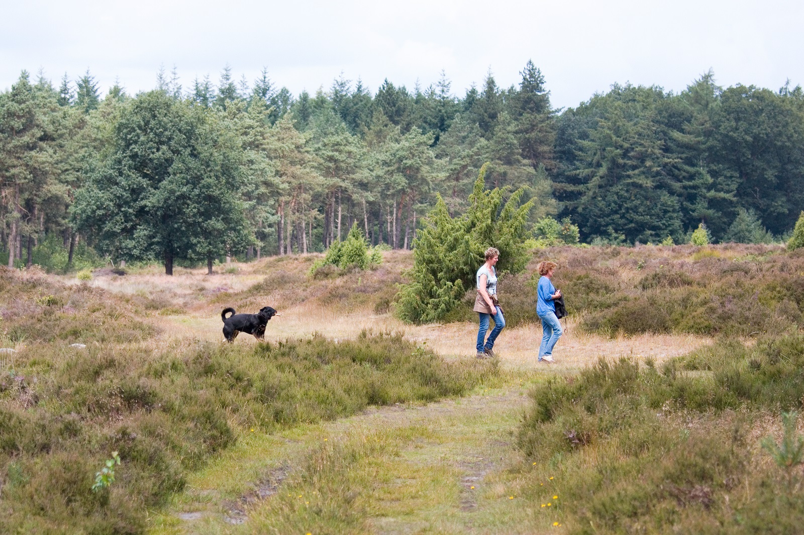 wandelen met de hond