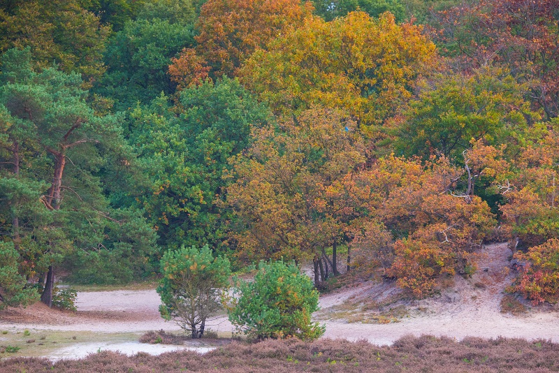 Soester Duinen