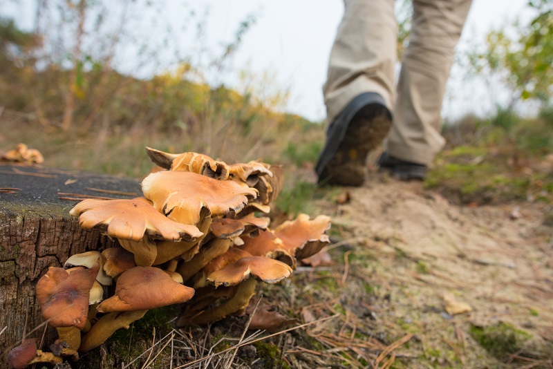 Soester Duinen