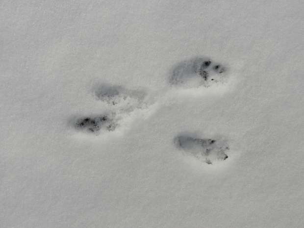 Diersporen in de sneeuw