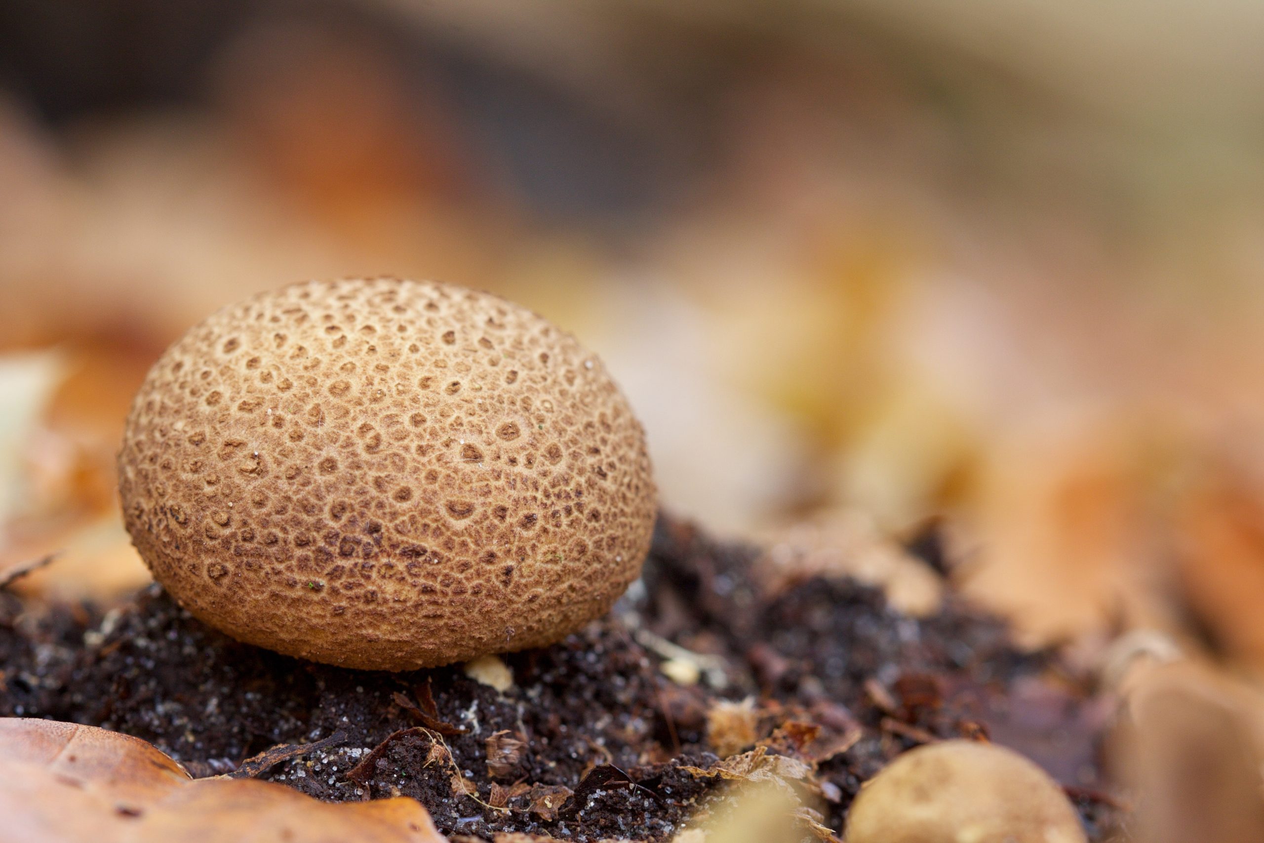 Paddenstoelen - aardappelbovist