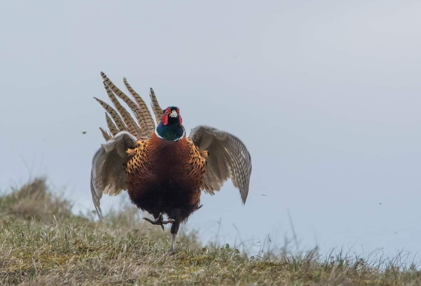 12o vogelsoorten op Texel