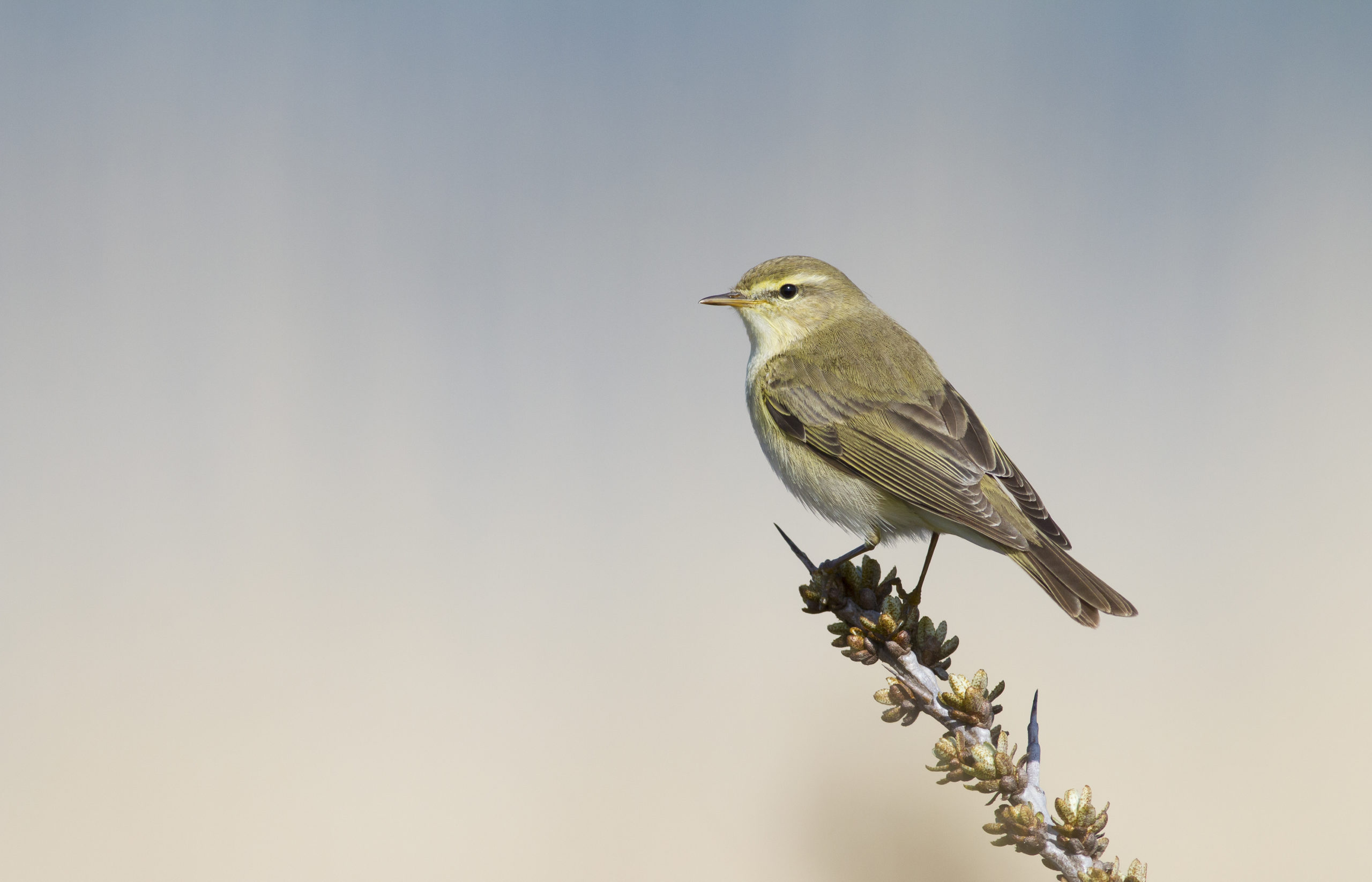 De 10 meest voorkomende vogels in Nederland