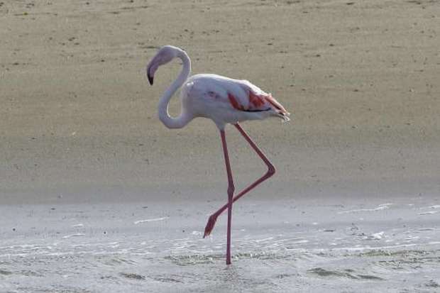 Bijzondere flamingo op Texel