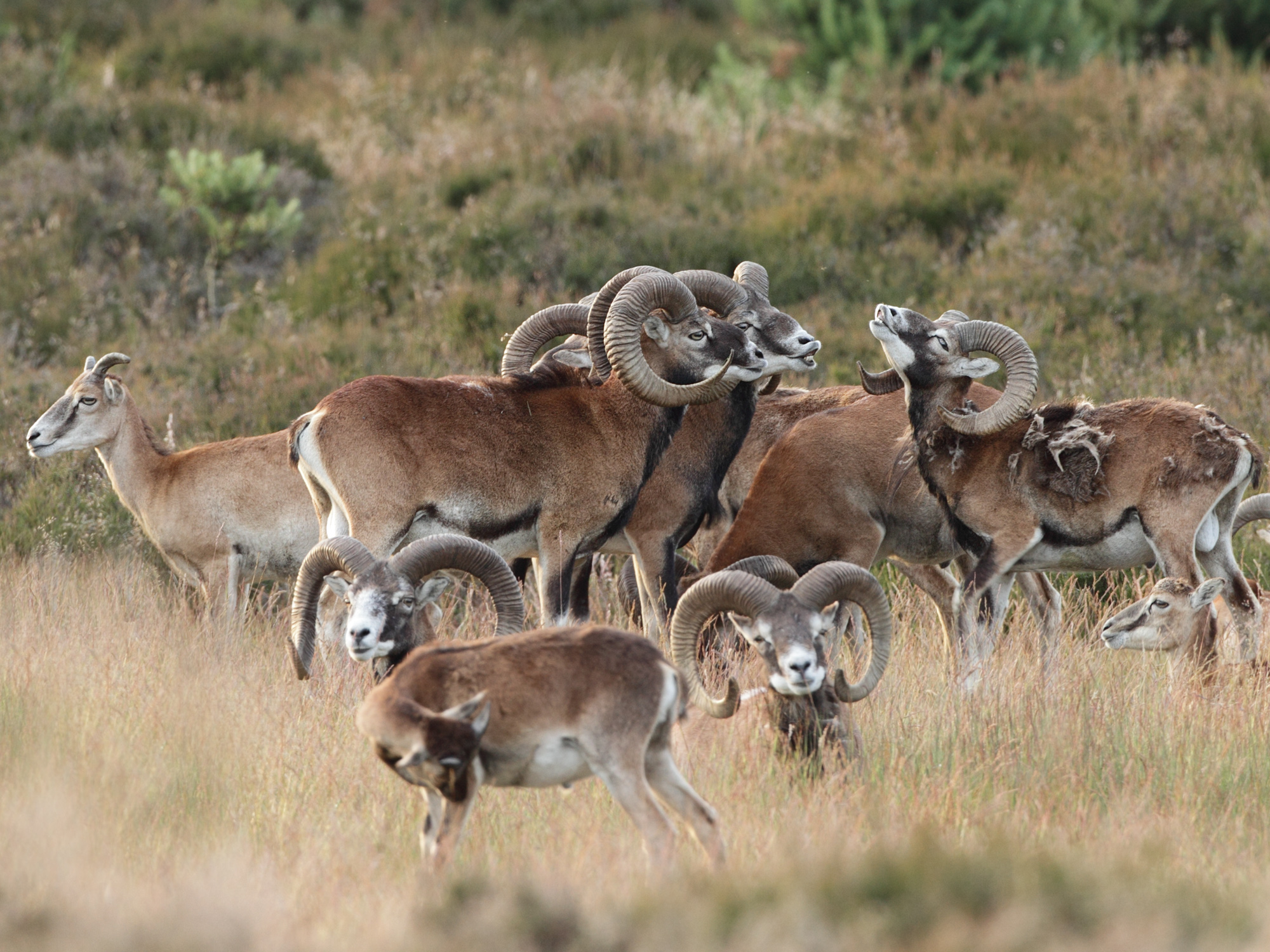 de hoge veluwe