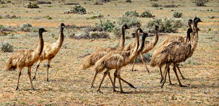 flinders-ranges-emu-tim-lindner_shallow