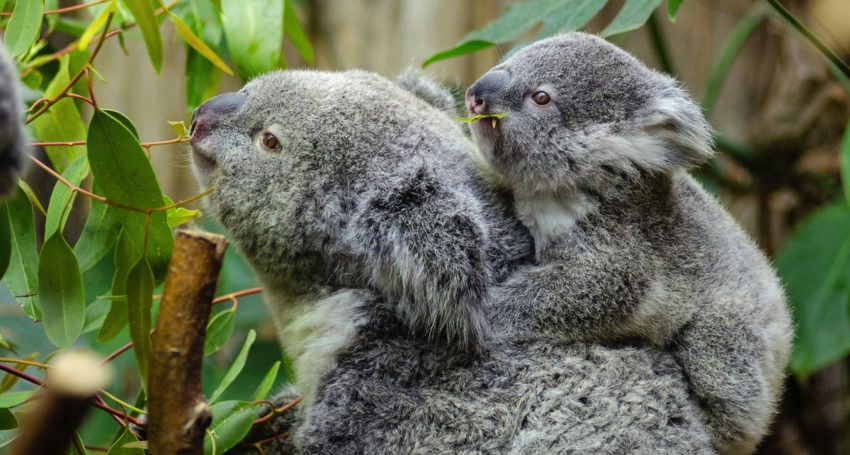 koala-chlamydia