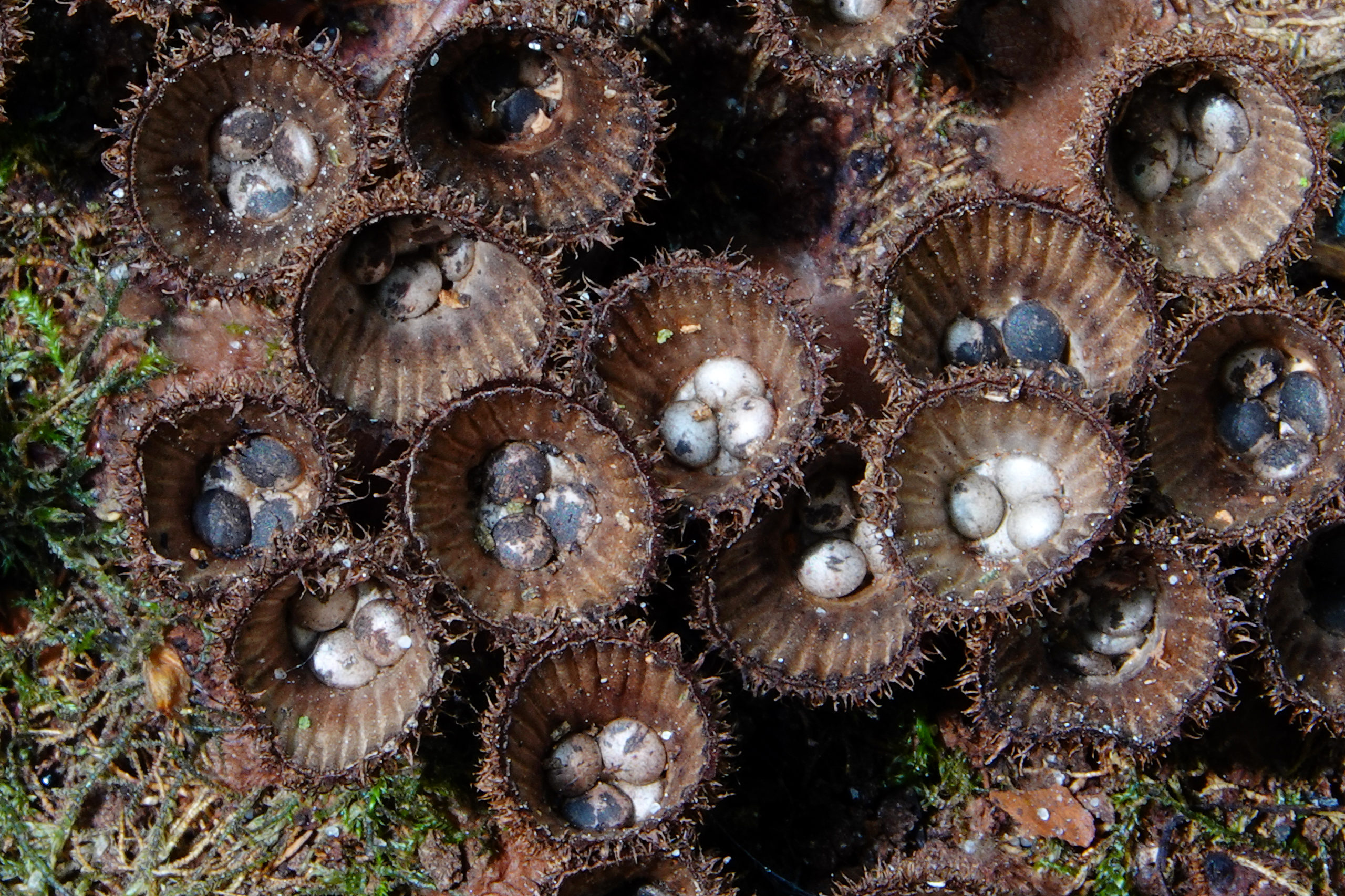 Paddenstoelen - gestreept nestzwammetje