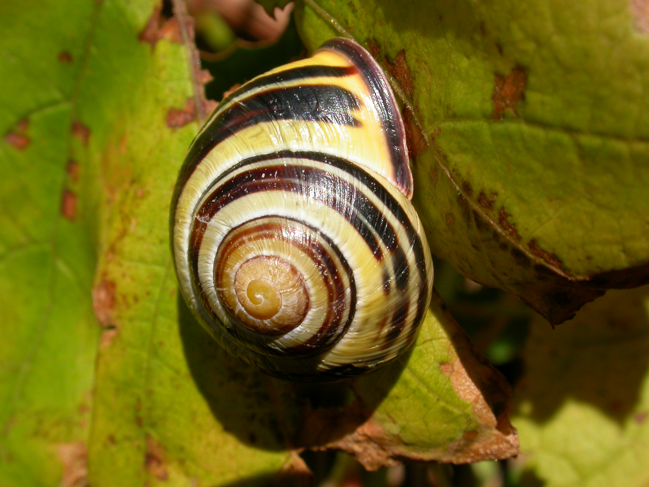 Tuinslakken