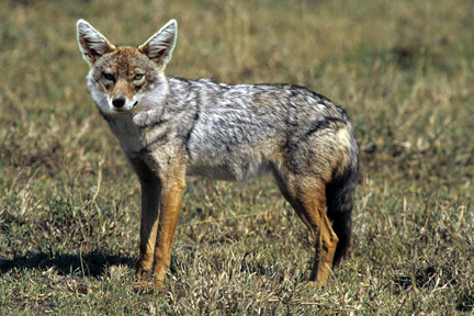 goudjakhals