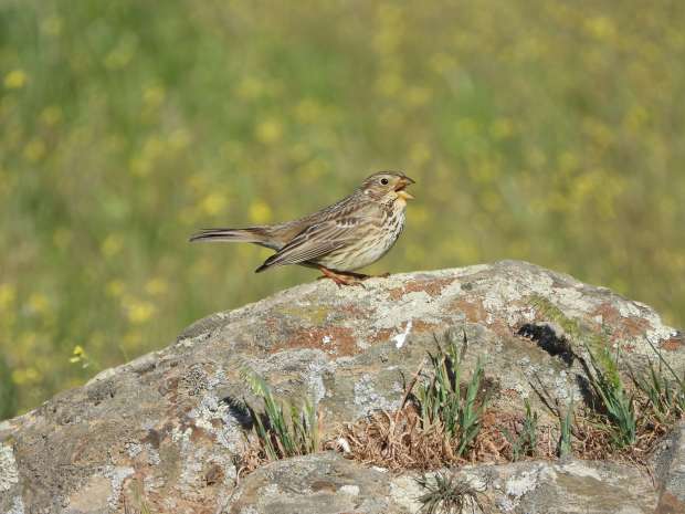 Topdag op de steppes van Extremadura