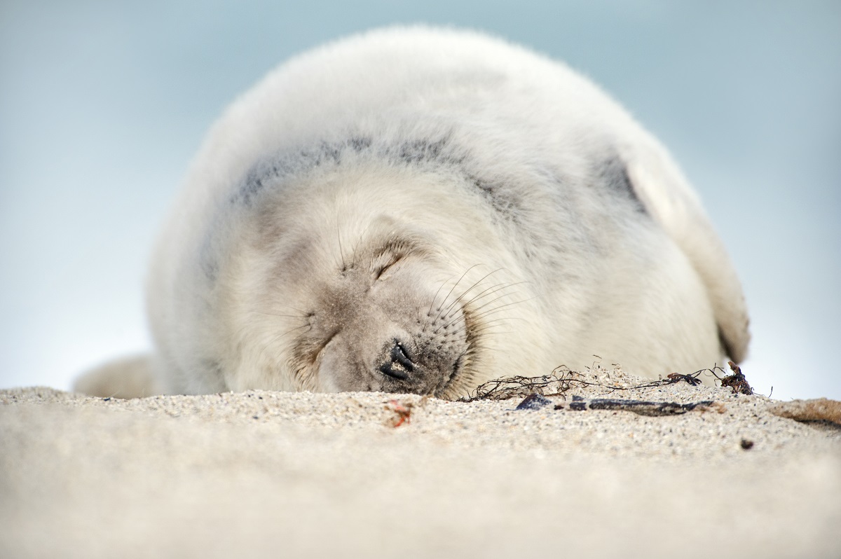 grijze zeehonden